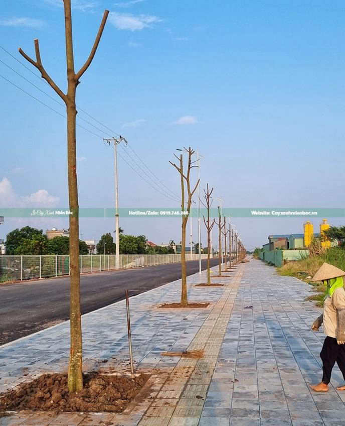 cây sấu công trình giá tốt